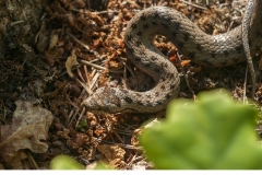 Hasselsnok (Coronella austriaca)