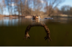 Vanlig padda (Bufo bufo)