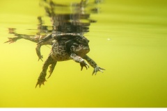 Vanlig padda (Bufo bufo)