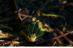 Gölgroda (Pelophylax lessonae)