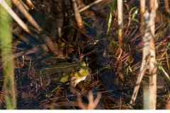 Gölgroda (Pelophylax lessonae)