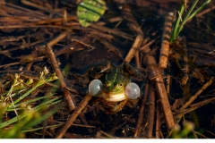 Gölgroda (Pelophylax lessonae)