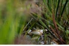 Gölgroda (Pelophylax lessonae)