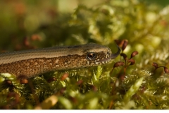 Kopparödla (Anguis fragilis)