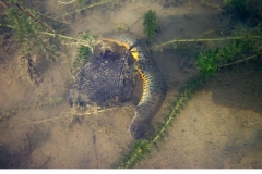 Större vattensalamander (Triturus cristatus)