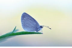 Ängsblåvinge (Cyaniris semiargus)