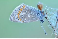 Puktörneblåvinge (Polyommatus icarus)