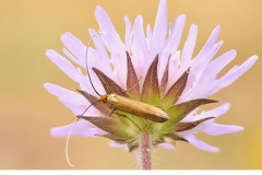 Åkerväddsantennmal (Nemophora metallica)v