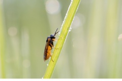 Borsthornstekel (Argidae. sp)