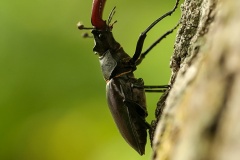 Ekoxe (Lucanus cervus)