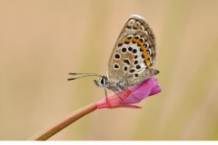 Hedblåvinge (Plebejus idas)