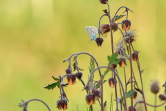 Puktörneblåvinge (Polyommatus icarus)