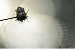 Korsspindel (Araneus diadematus)