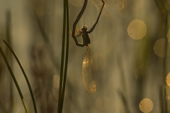 Flickslända (Zygoptera)