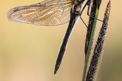 Metalltrollslända (Somatochlora metallica)