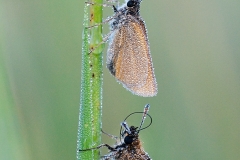 Mindre tåtelsmygare (Thymelicus lineola)