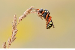 Prickgökbi (Nomada flavopicta)