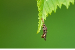 Stortapetserarbi (Megachile lagopoda)