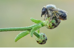 Stocktapetserarbi (Megachile willughbiella)
