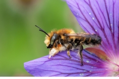 Stocktapetserarbi (Megachile willughbiella)