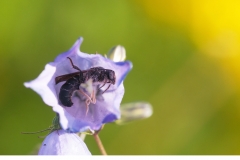 Storsovarbi (Chelostoma rapunculi)