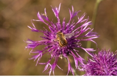 Stortapetserarbi (Megachile lagopoda)