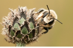 Stortapetserarbi (Megachile lagopoda)