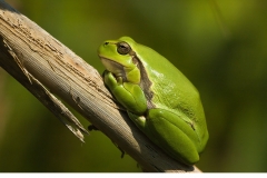 Lövgroda (Hyla arborea)