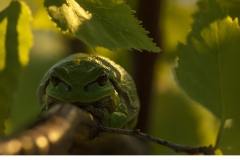 Lövgroda (Hyla arborea)