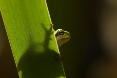 Lövgroda (Hyla arborea)