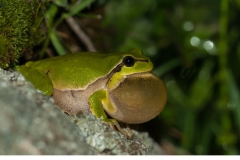 Lövgroda (Hyla arborea)