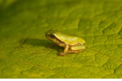 Lövgroda (Hyla arborea)