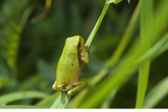 Lövgroda (Hyla arborea)