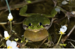 Lövgroda (Hyla arborea)