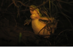 Lövgroda (Hyla arborea) Amplexpar