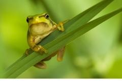 Lövgroda (Hyla arborea)