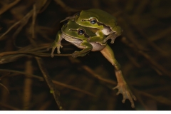 Lövgroda (Hyla arborea) Amplexpar