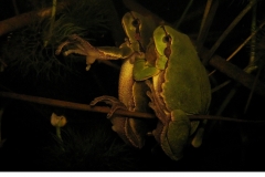 Lövgroda (Hyla arborea) Amplexpar