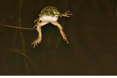 Lövgroda (Hyla arborea) Amplexpar