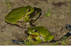 Lövgroda (Hyla arborea) Amplexpar