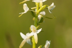 Ängsnattviol (Platanthera bifolia ssp. bifolia)