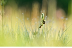 Flugblomster (Ophrys insectifera)