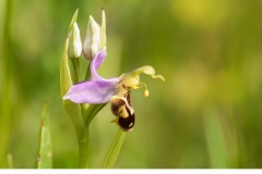 Biblomster (Ophrys apifera)