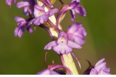 Brudsporre-(Gymnadenia-conopsea)