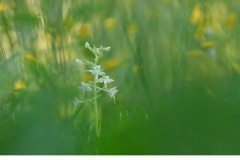 Grönvit nattviol ( Platanthera chlorantha)