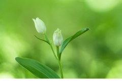 Stor skogslilja (Cephalanthera damasonium)