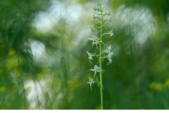 Grönvit nattviol (Platanthera chlorantha)