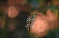 Skogsnattviol (Platanthera bifolia ssp. latiflora)