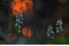 Skogsnattviol (Platanthera bifolia ssp. latiflora)