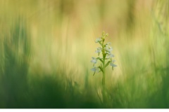 Ängsnattviol (Platanthera bifolia ssp. bifolia)